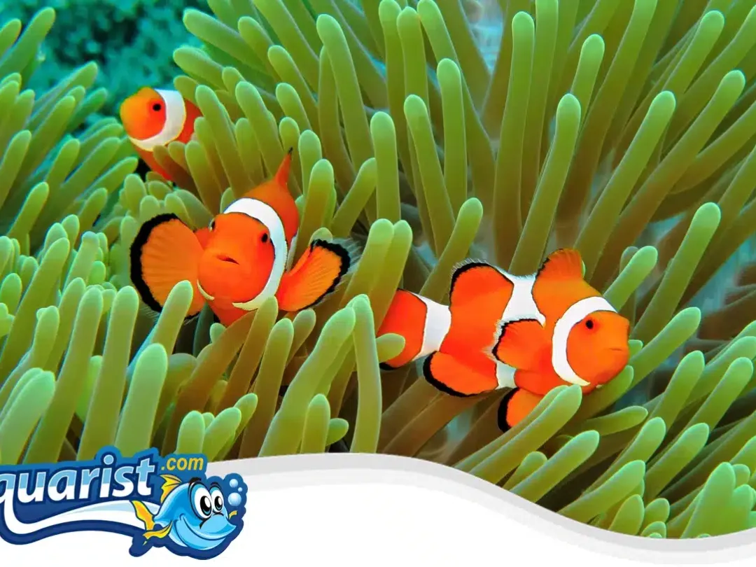 SAMPLE - Captive-Bred Clownfish Pair (Ocellaris or Percula)