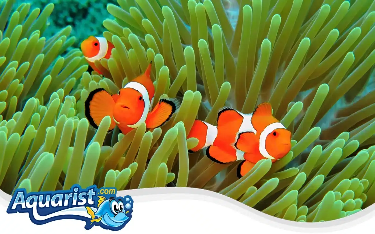 SAMPLE - Captive-Bred Clownfish Pair (Ocellaris or Percula)
