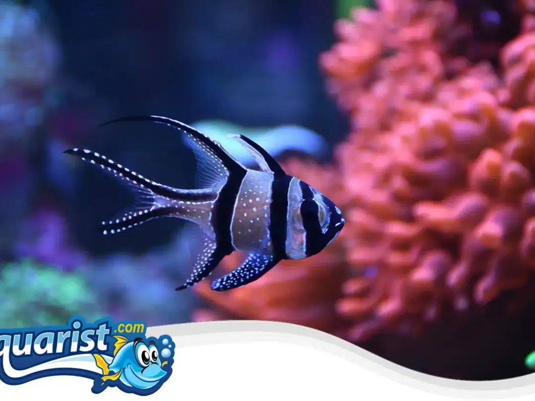 SAMPLE - Banggai Cardinalfish Pair (Captive-Bred)