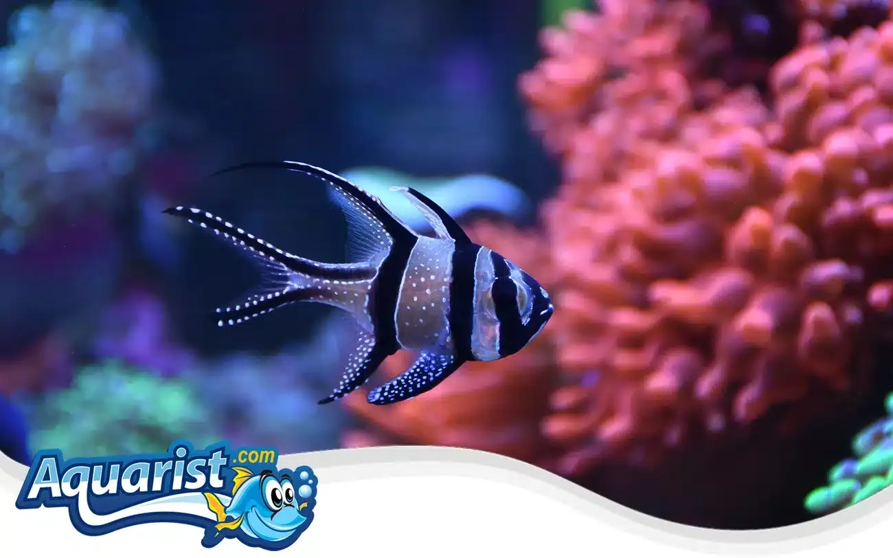 SAMPLE - Banggai Cardinalfish Pair (Captive-Bred)