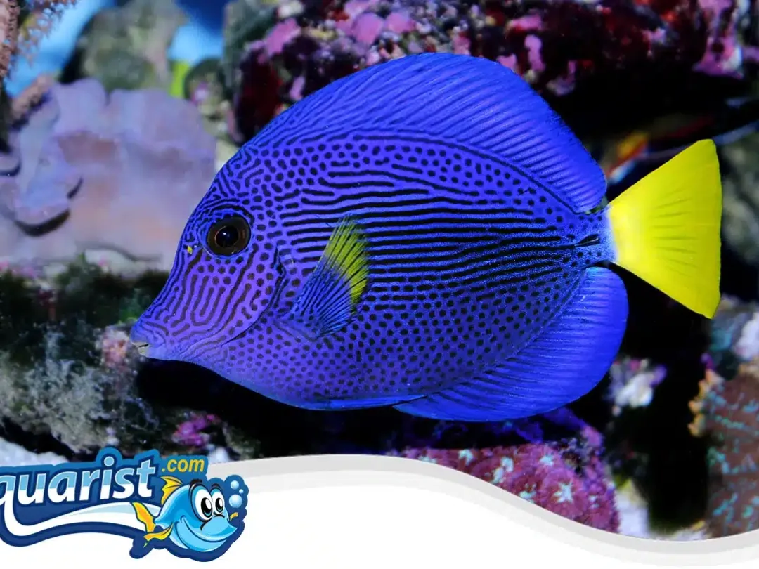 SAMPLE - Purple Tang