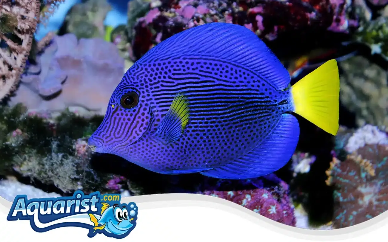 SAMPLE - Purple Tang