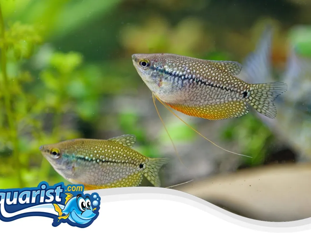 SAMPLE - Pearl Gouramis (3)