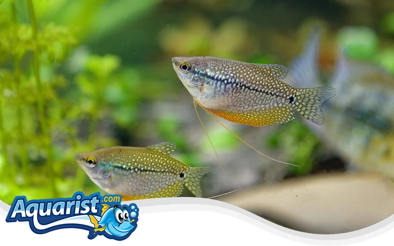 SAMPLE - Pearl Gouramis (3)