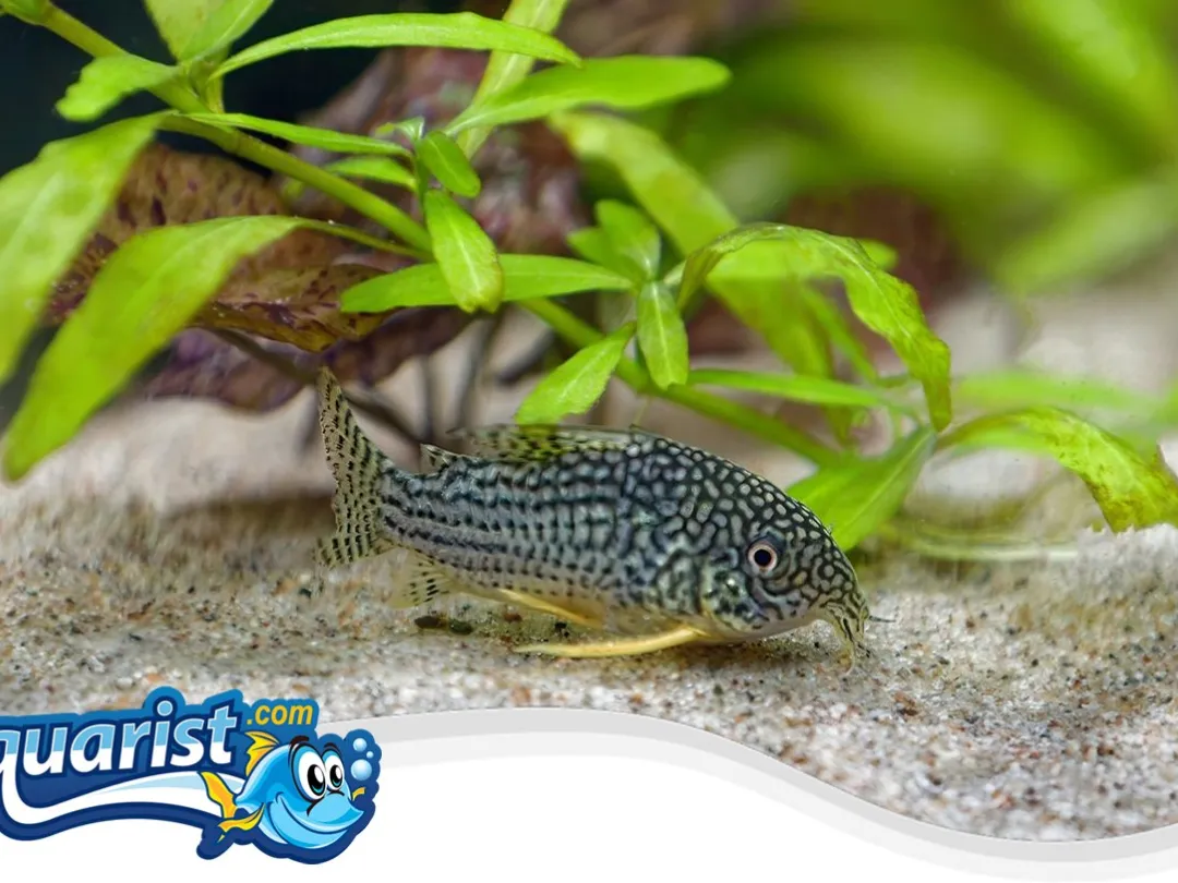SAMPLE - Sterbai Corydoras (8)