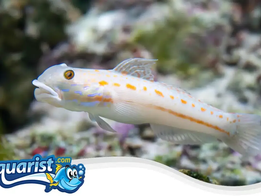 SAMPLE - Diamond Goby