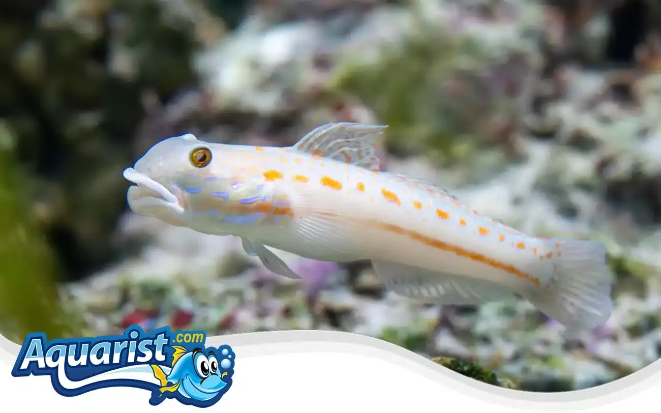 SAMPLE - Diamond Goby