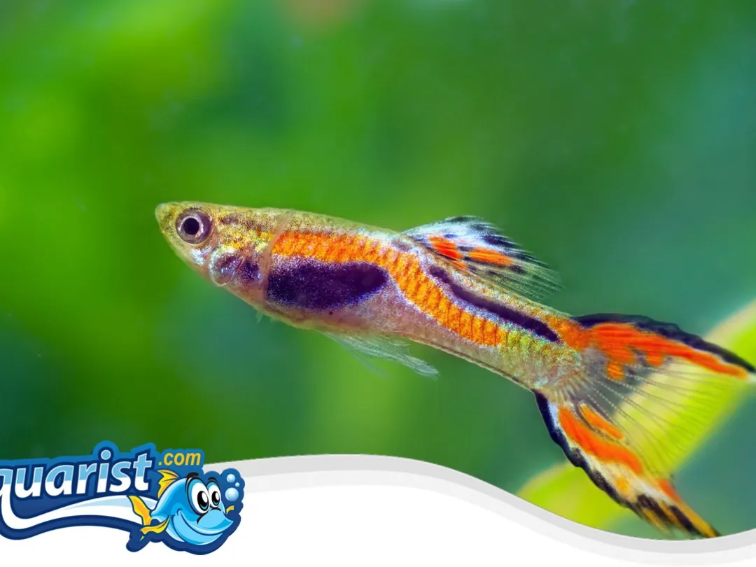 SAMPLE - Endler's Guppies (10)