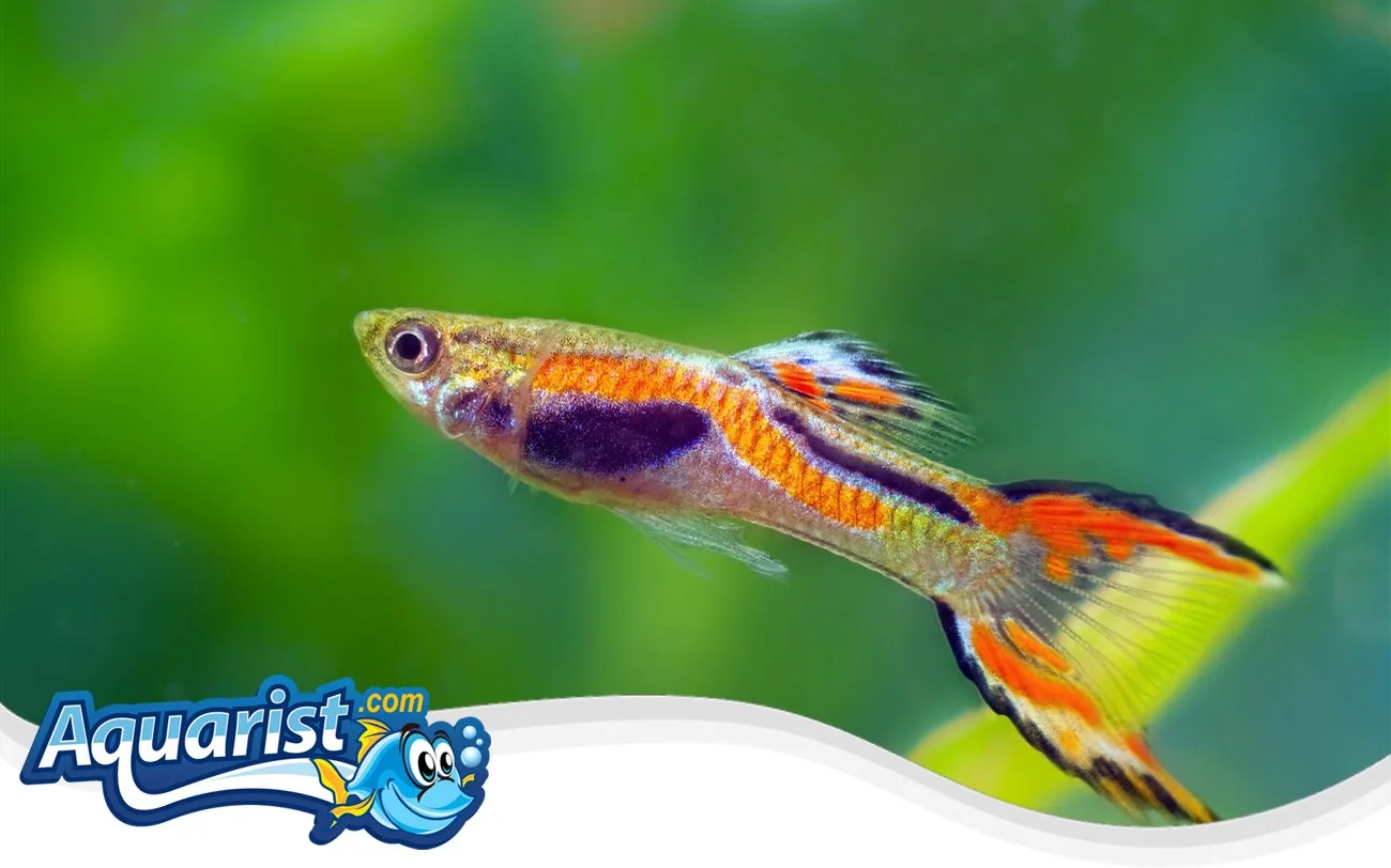 SAMPLE - Endler's Guppies (10)