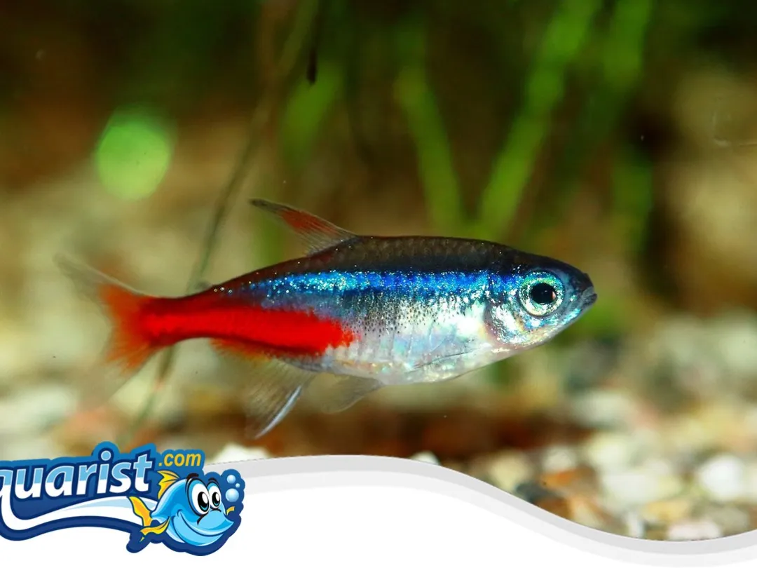 SAMPLE - Neon Tetras (School of 12)