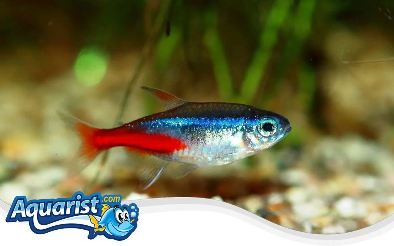 SAMPLE - Neon Tetras (School of 12)