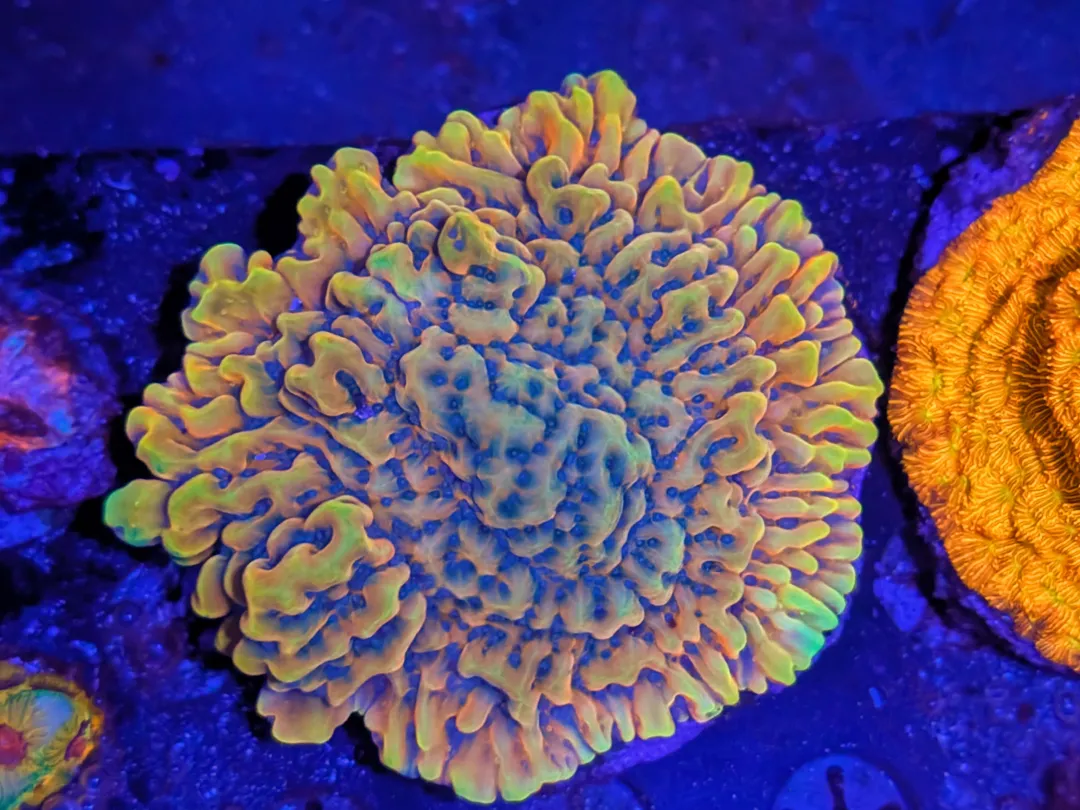 Crazy T Montipora