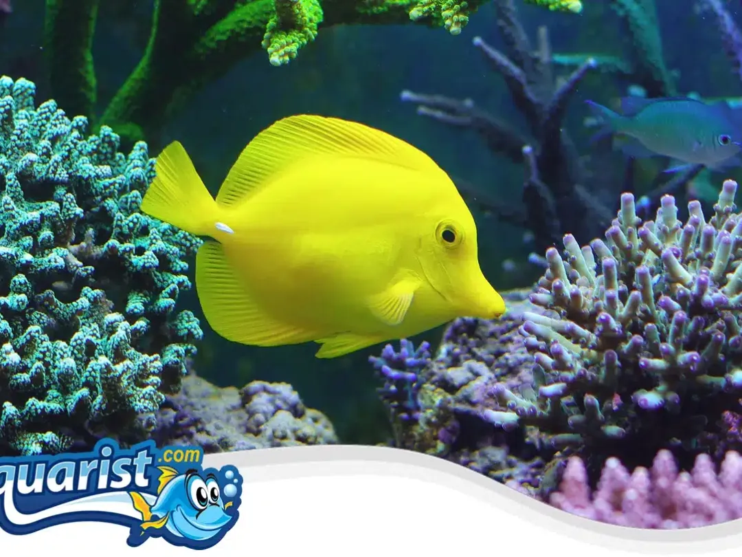 SAMPLE - Yellow Tang, 3 Inches