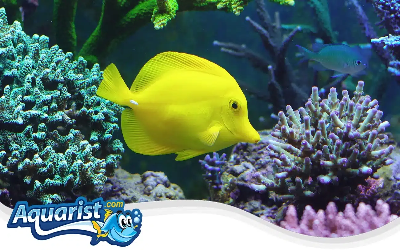 SAMPLE - Yellow Tang, 3 Inches