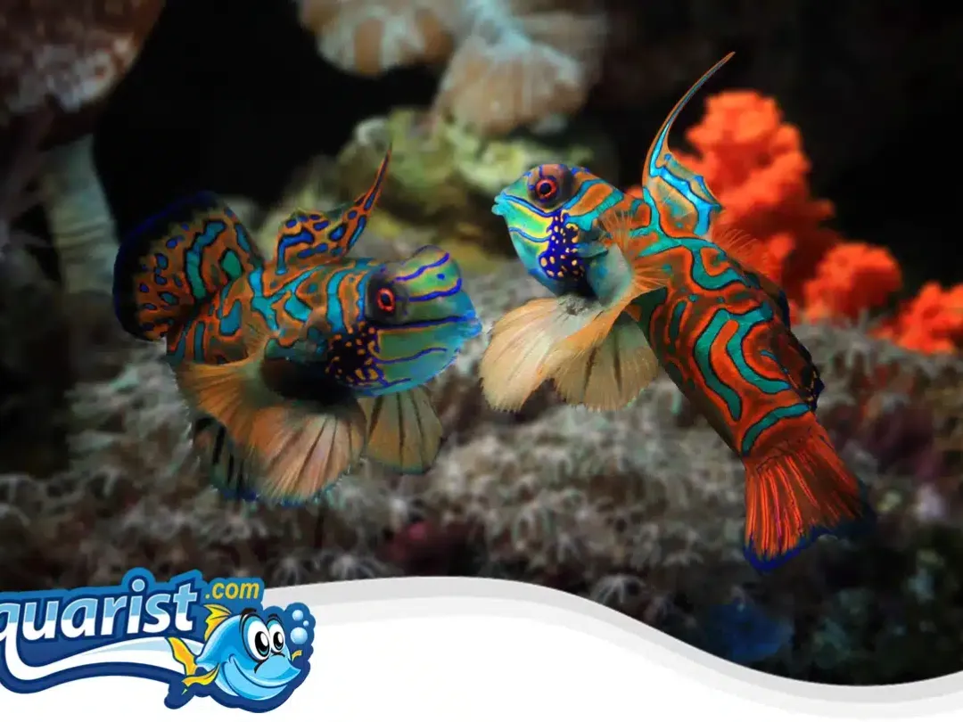 SAMPLE - Captive-Bred Mandarin Dragonet (Eats Frozen)