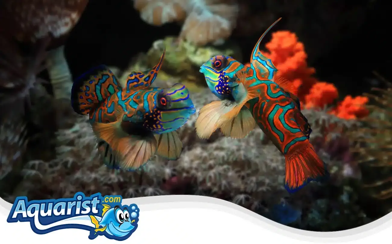 SAMPLE - Captive-Bred Mandarin Dragonet (Eats Frozen)
