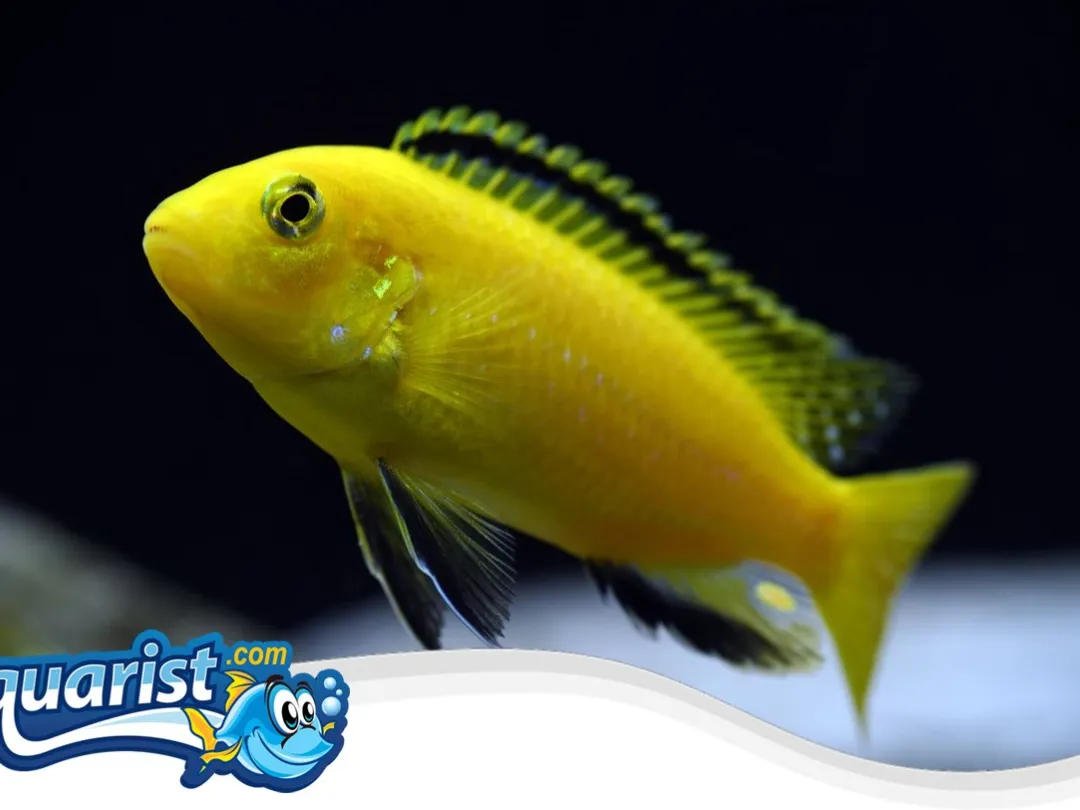 SAMPLE - Electric Yellow Cichlids (Group of 6)