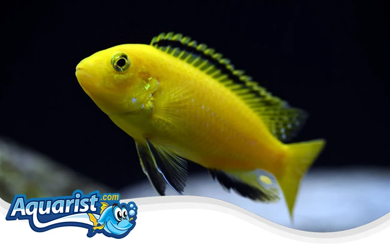 SAMPLE - Electric Yellow Cichlids (Group of 6)