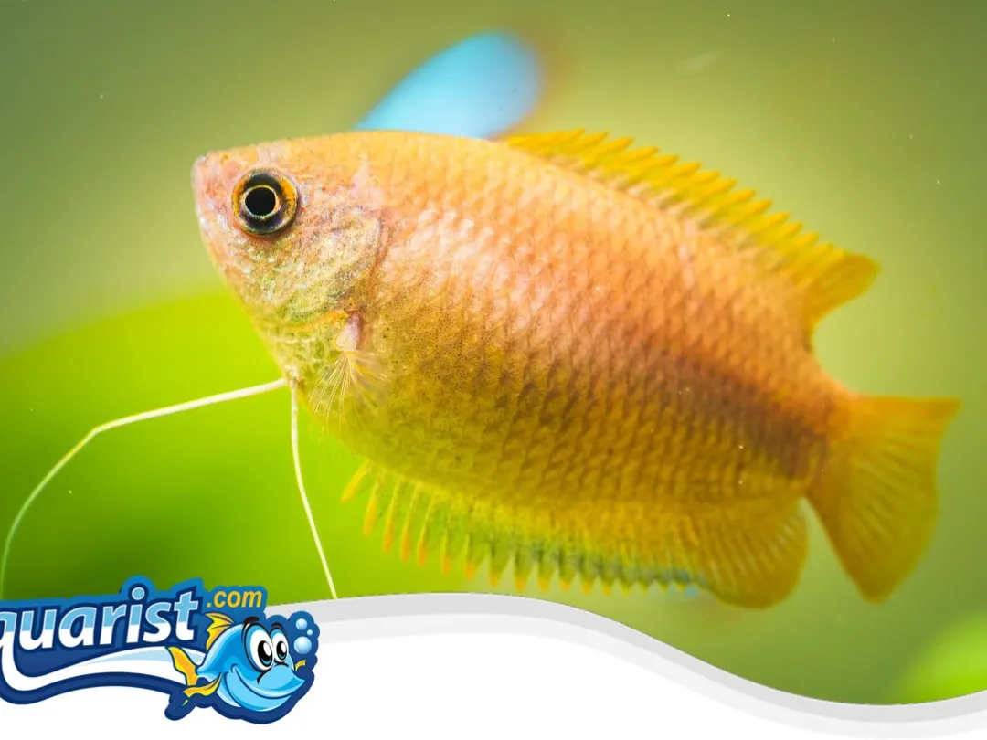 SAMPLE - Honey Gouramis (Pair)