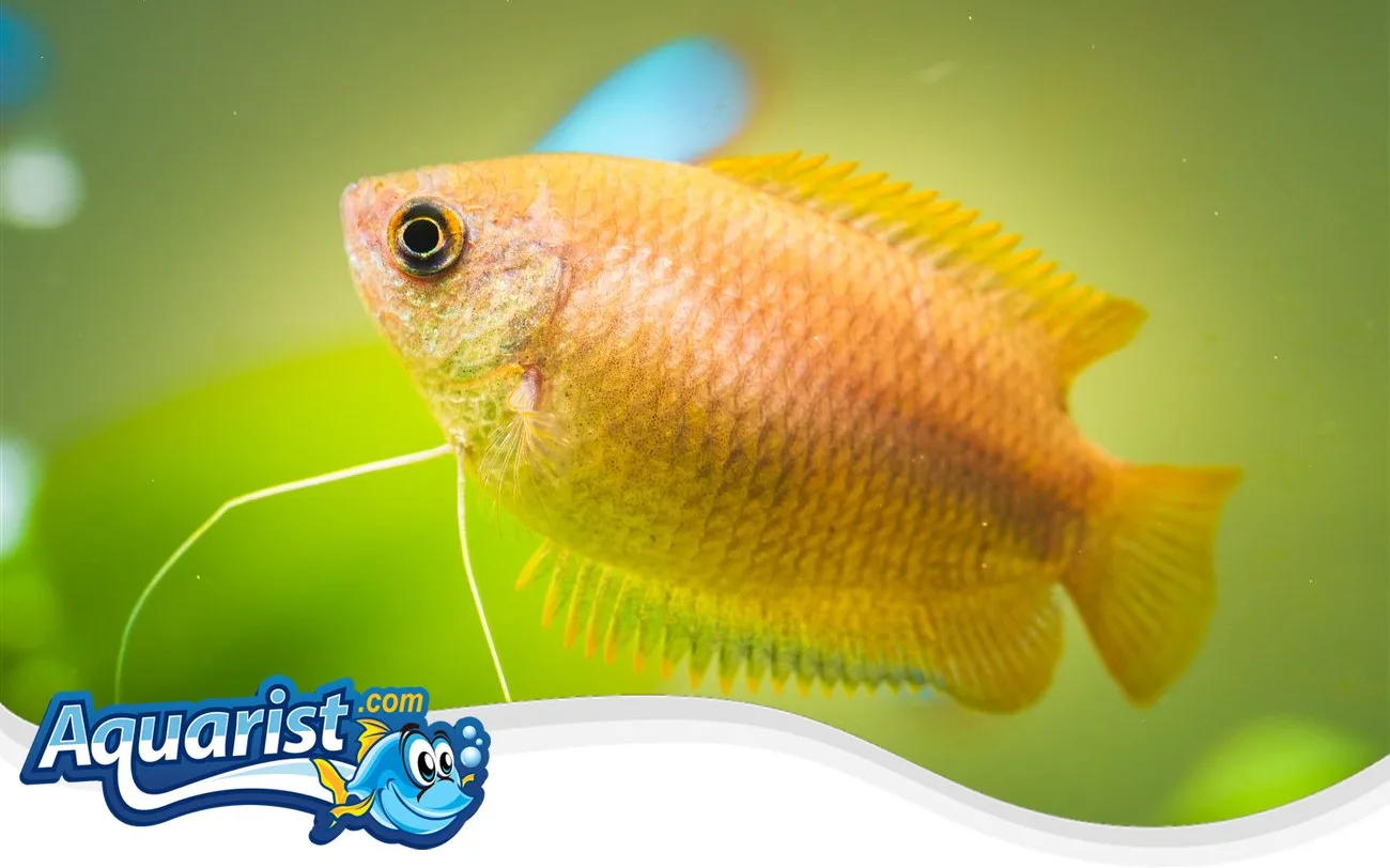 SAMPLE - Honey Gouramis (Pair)