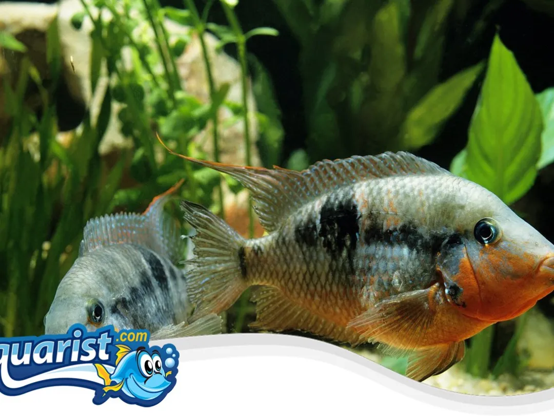 SAMPLE - Firemouth Cichlid Pair