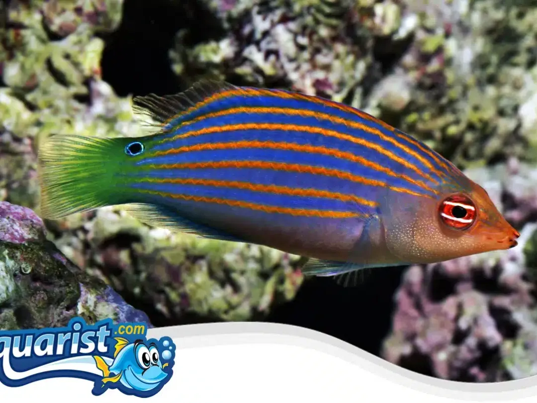 SAMPLE - Trade: Sixline Wrasse for a Goby