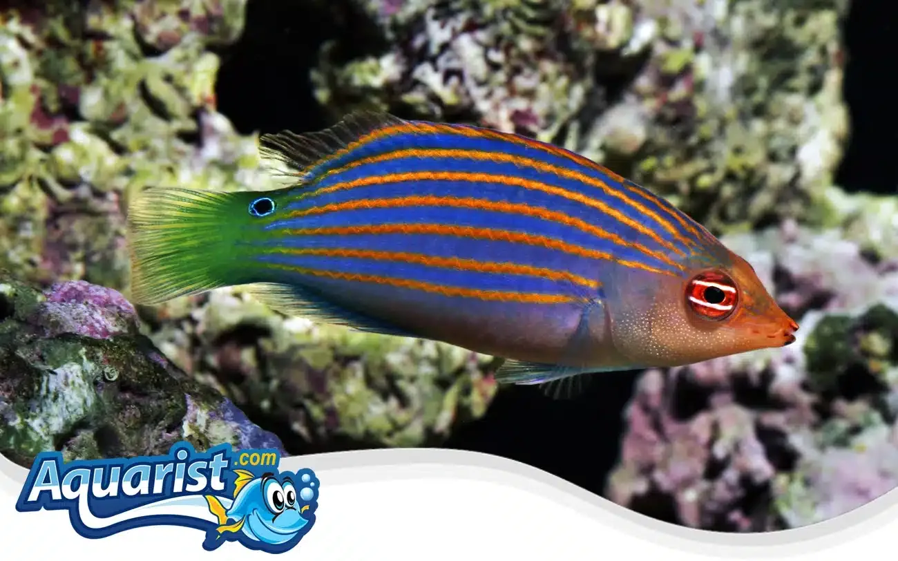SAMPLE - Trade: Sixline Wrasse for a Goby